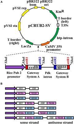 Contributions of Three Starch Branching Enzyme Isozymes to the Fine Structure of Amylopectin in Rice Endosperm